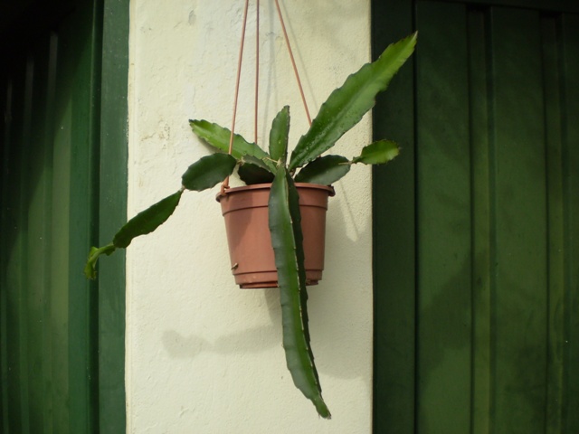 [Foto de planta, jardin, jardineria]