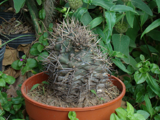 [Foto de planta, jardin, jardineria]