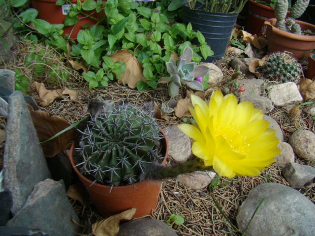 [Foto de planta, jardin, jardineria]