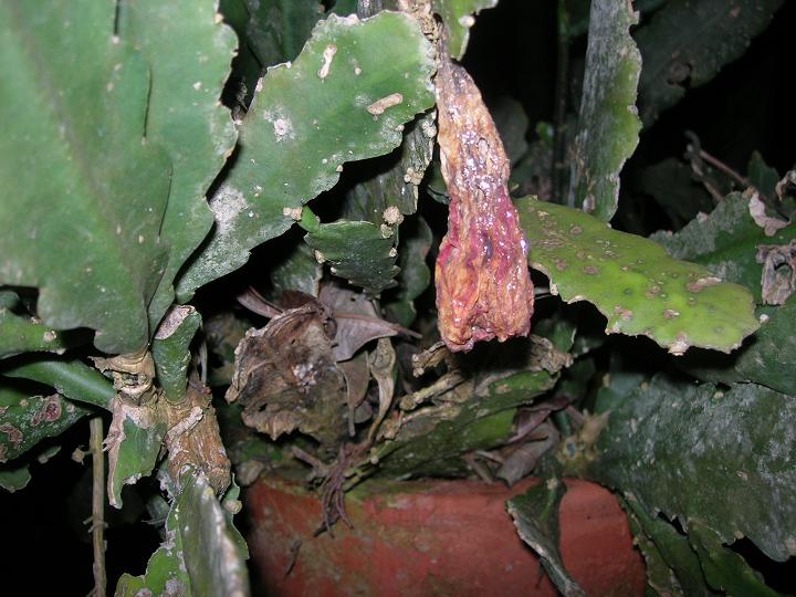 [Foto de planta, jardin, jardineria]