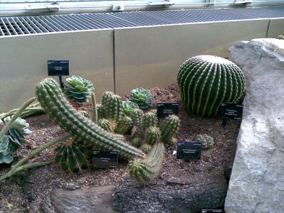 [Foto de planta, jardin, jardineria]