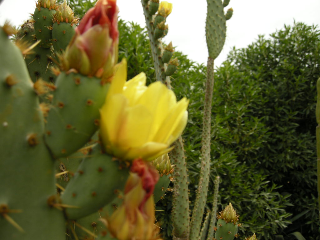 [Foto de planta, jardin, jardineria]