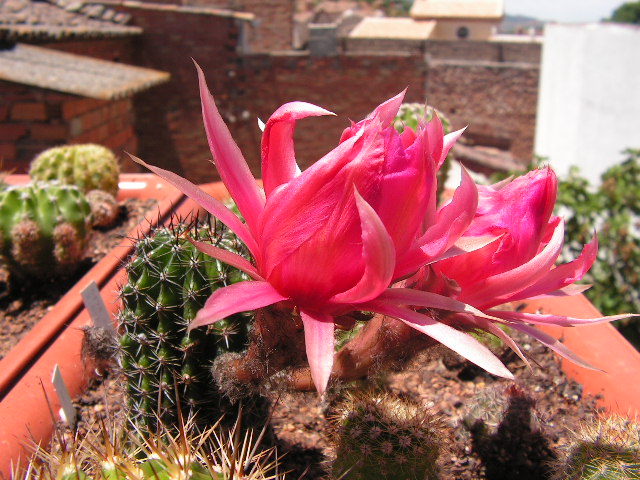 [Foto de planta, jardin, jardineria]