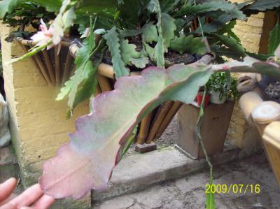 [Foto de planta, jardin, jardineria]