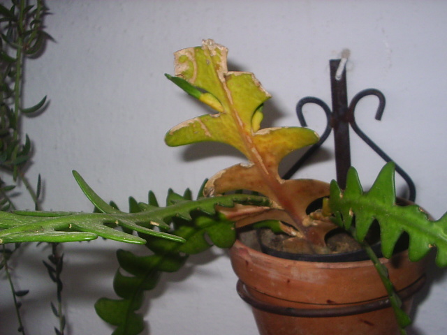 [Foto de planta, jardin, jardineria]