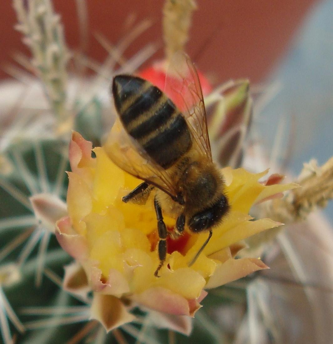 [Foto de planta, jardin, jardineria]