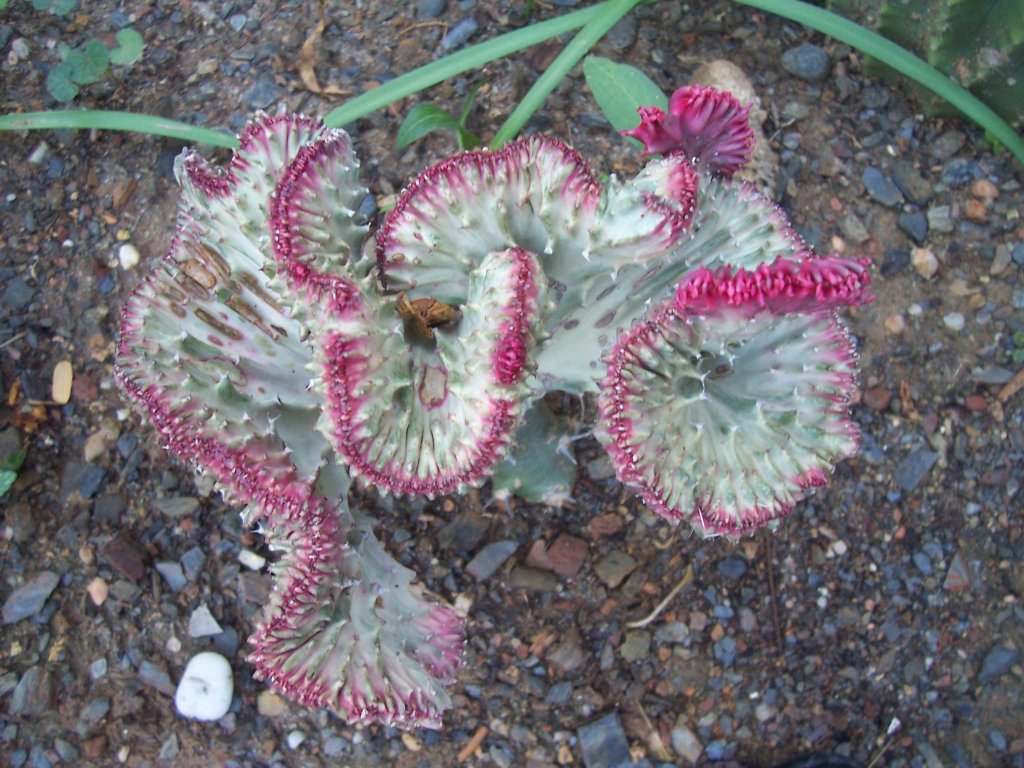 [Foto de planta, jardin, jardineria]