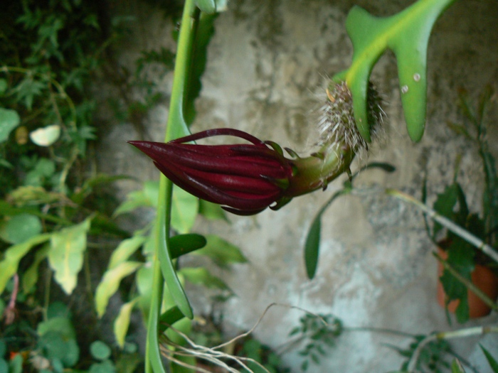 [Foto de planta, jardin, jardineria]