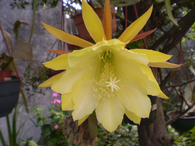 [Foto de planta, jardin, jardineria]