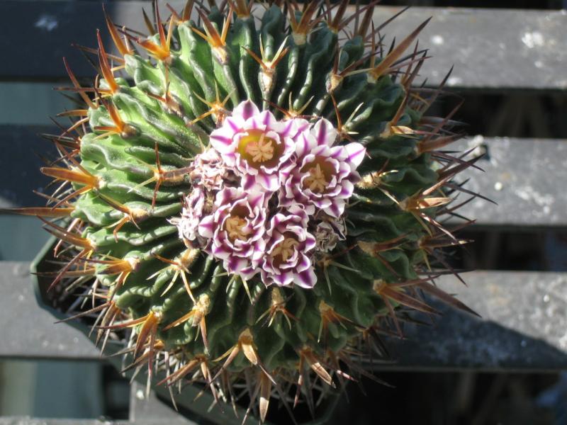[Foto de planta, jardin, jardineria]