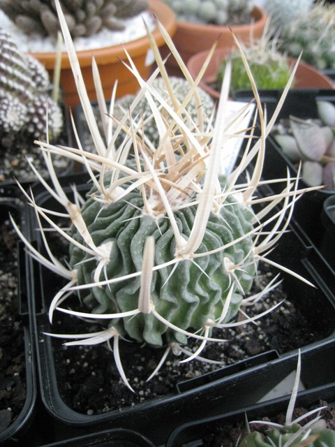 [Foto de planta, jardin, jardineria]