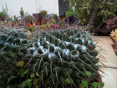 [Foto de planta, jardin, jardineria]