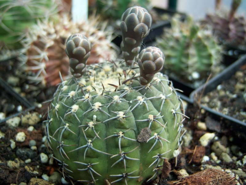 [Foto de planta, jardin, jardineria]