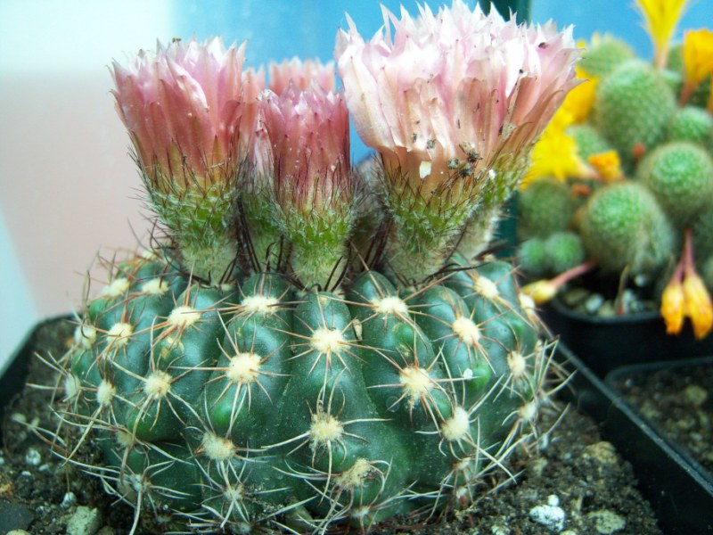 [Foto de planta, jardin, jardineria]