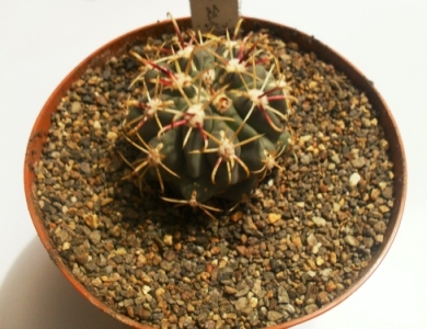 [Foto de planta, jardin, jardineria]