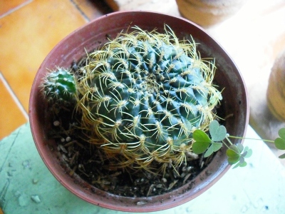 [Foto de planta, jardin, jardineria]