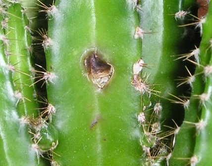 [Foto de planta, jardin, jardineria]