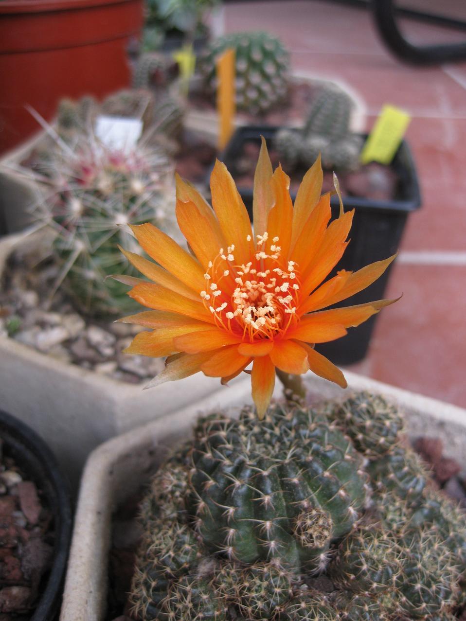 [Foto de planta, jardin, jardineria]