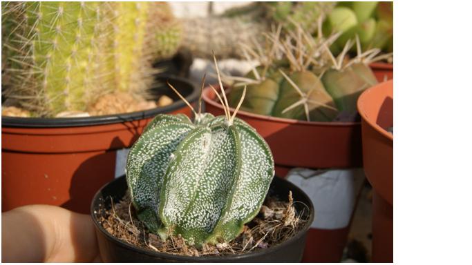 [Foto de planta, jardin, jardineria]