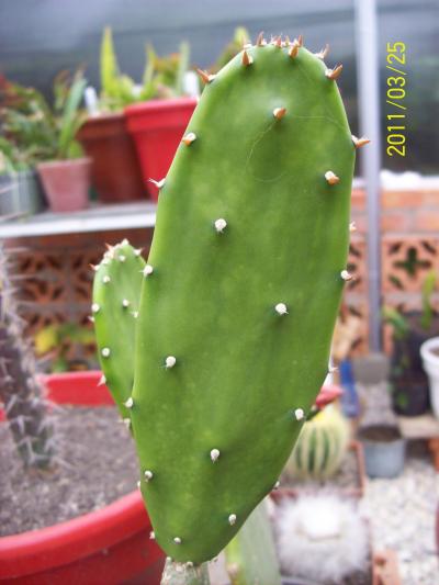 [Foto de planta, jardin, jardineria]