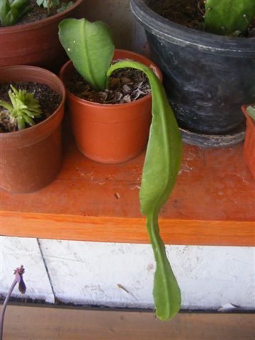 [Foto de planta, jardin, jardineria]