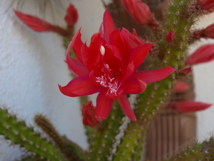 [Foto de planta, jardin, jardineria]