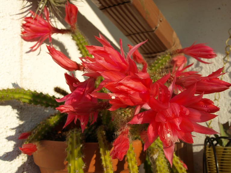 [Foto de planta, jardin, jardineria]