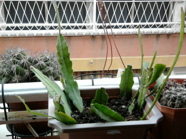 [Foto de planta, jardin, jardineria]