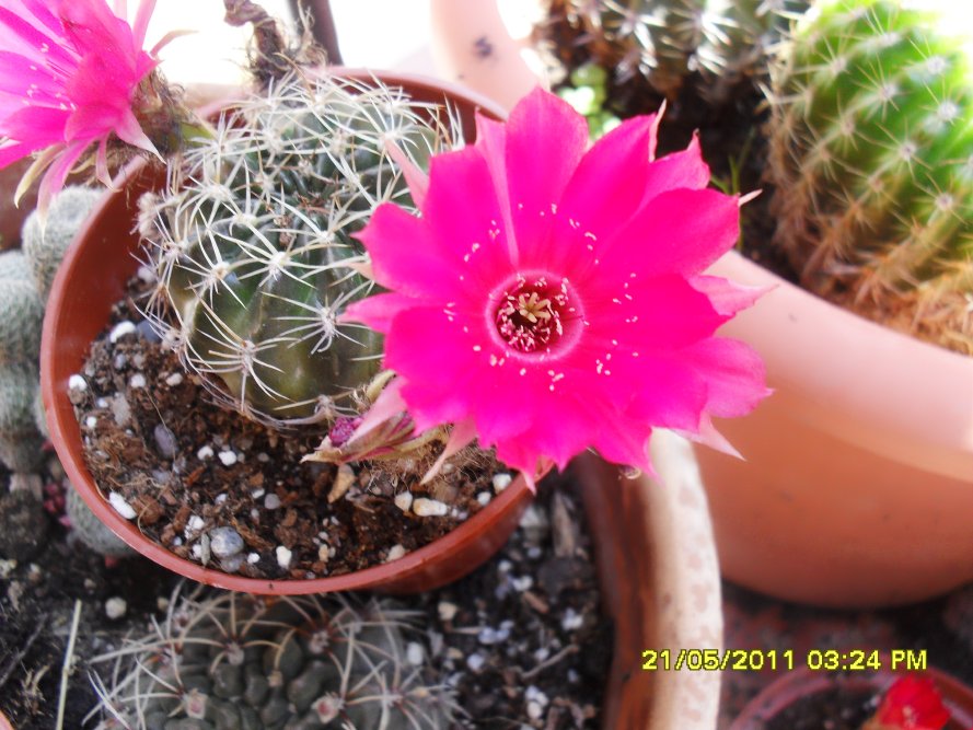 [Foto de planta, jardin, jardineria]