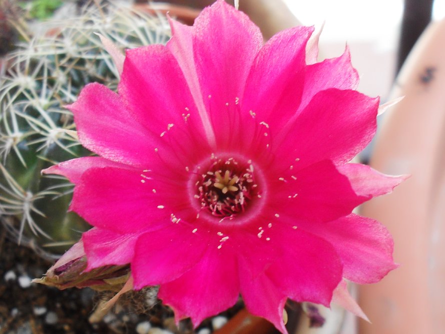 [Foto de planta, jardin, jardineria]
