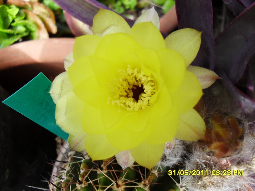 [Foto de planta, jardin, jardineria]