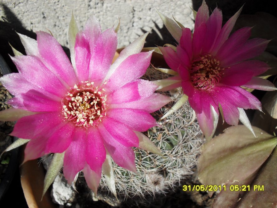 [Foto de planta, jardin, jardineria]