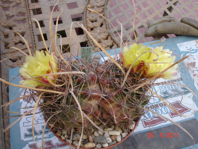 [Foto de planta, jardin, jardineria]