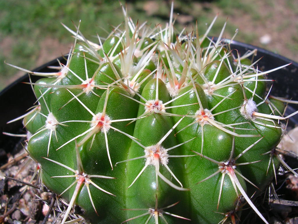 [Foto de planta, jardin, jardineria]