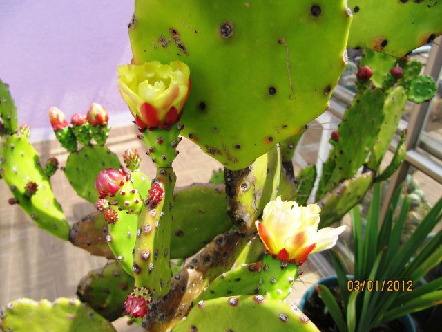 [Foto de planta, jardin, jardineria]