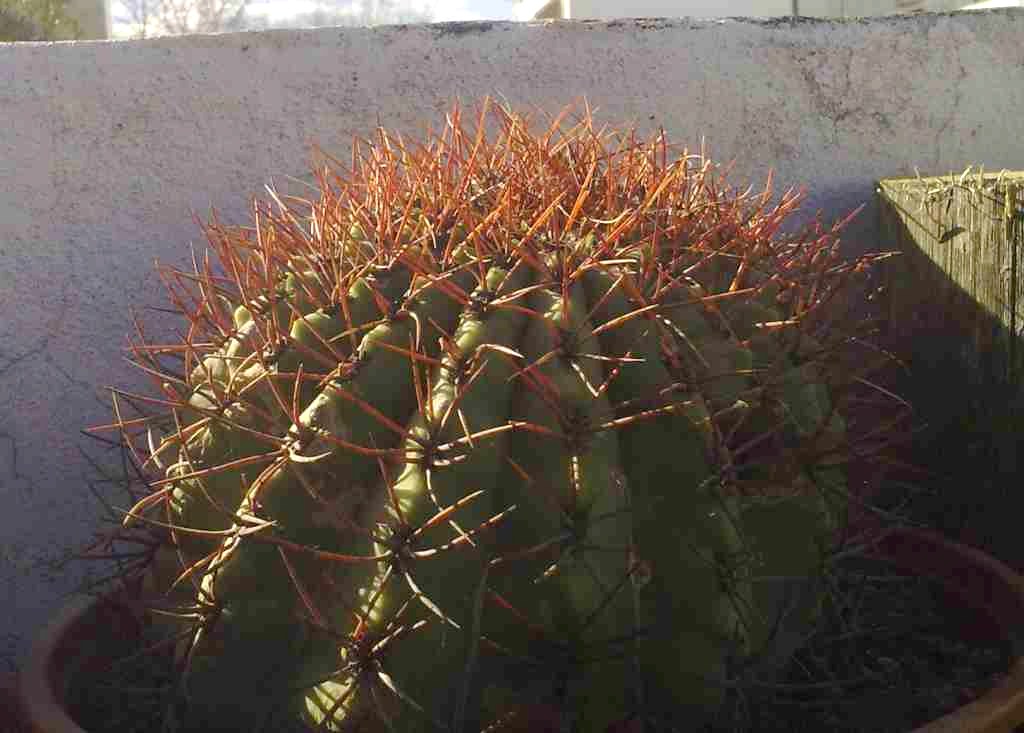 [Foto de planta, jardin, jardineria]