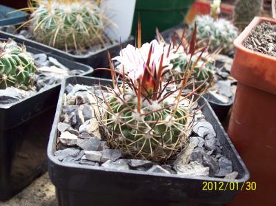 [Foto de planta, jardin, jardineria]