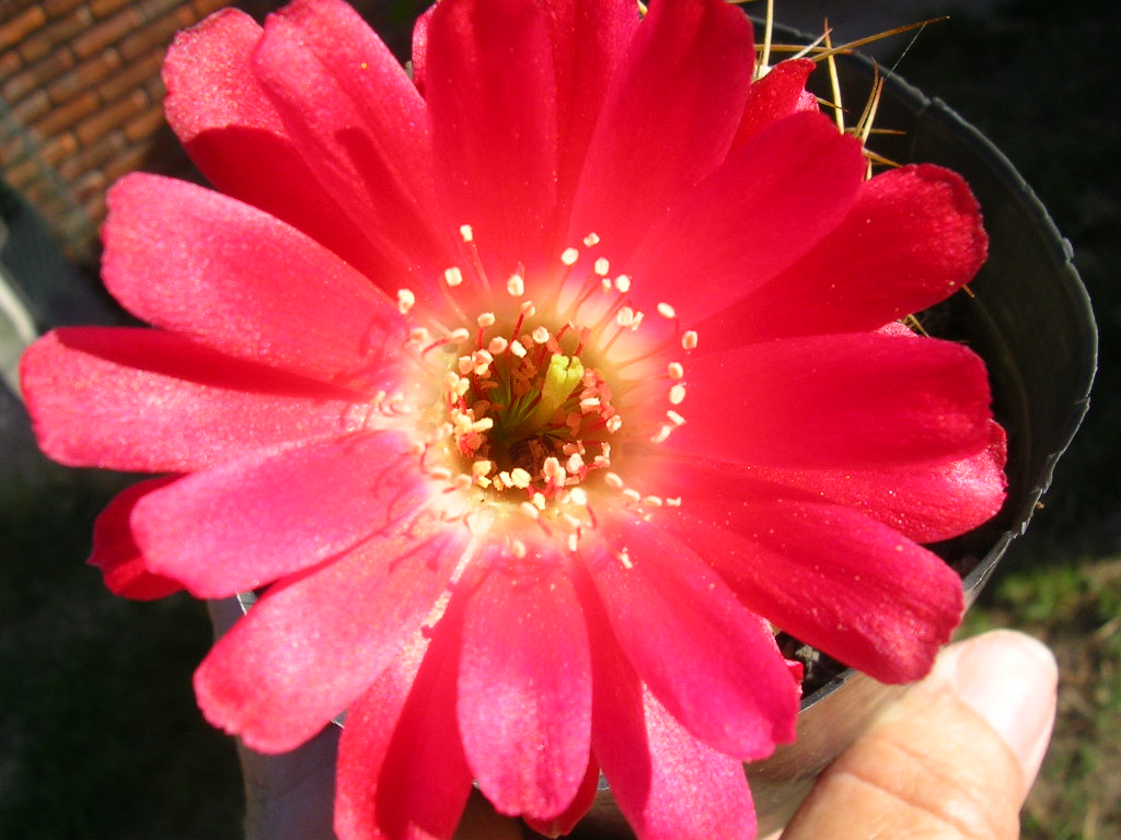 [Foto de planta, jardin, jardineria]