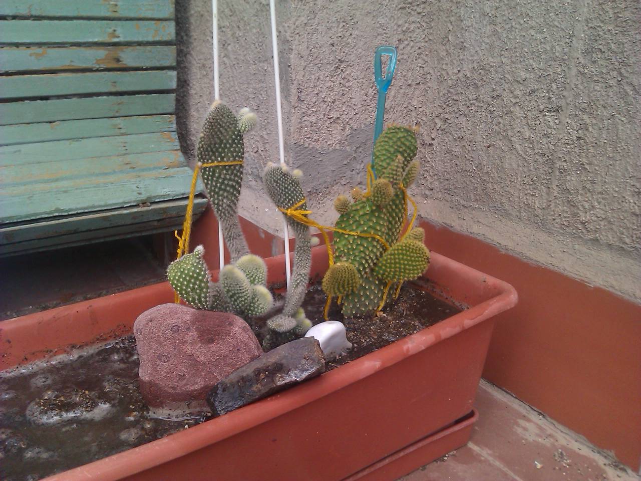 [Foto de planta, jardin, jardineria]