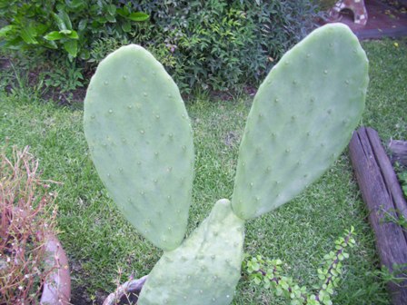 [Foto de planta, jardin, jardineria]