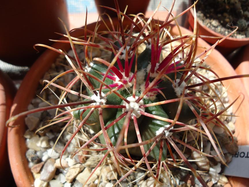 [Foto de planta, jardin, jardineria]