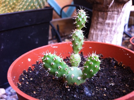 [Foto de planta, jardin, jardineria]