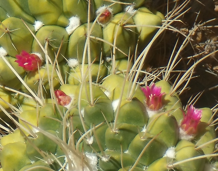 [Foto de planta, jardin, jardineria]