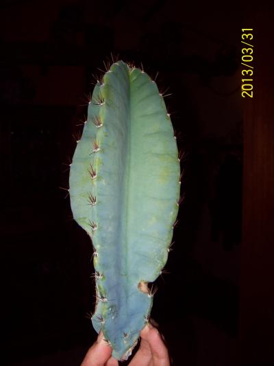 [Foto de planta, jardin, jardineria]