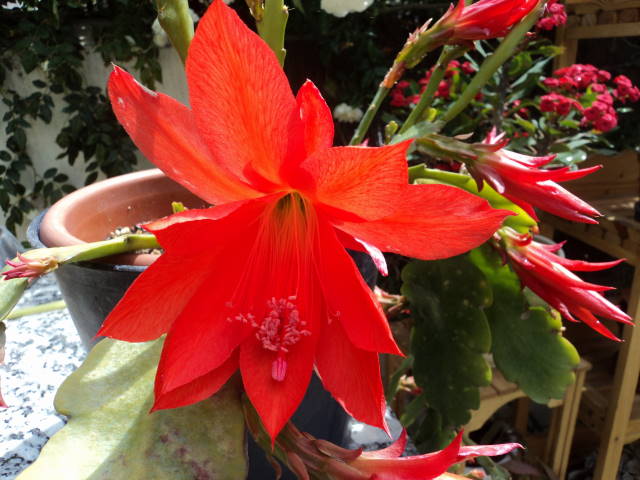 [Foto de planta, jardin, jardineria]