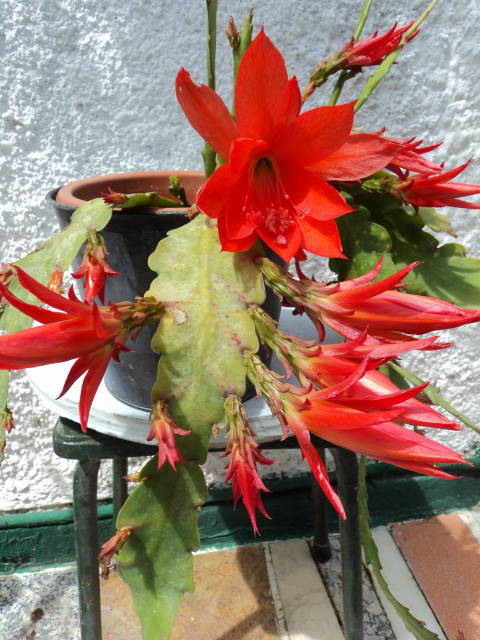 [Foto de planta, jardin, jardineria]