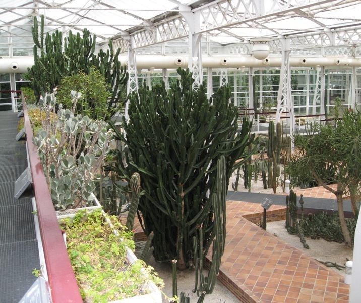 [Foto de planta, jardin, jardineria]