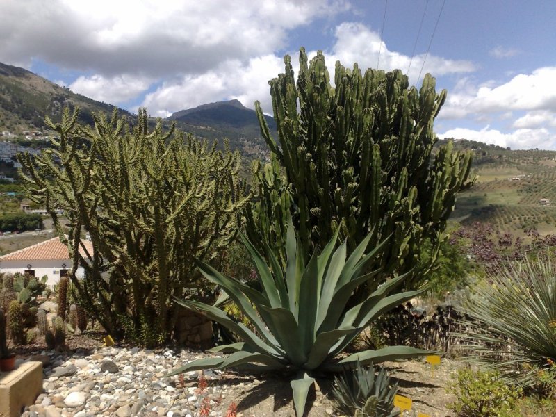 [Foto de planta, jardin, jardineria]