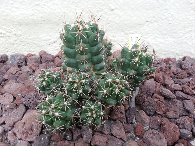 [Foto de planta, jardin, jardineria]