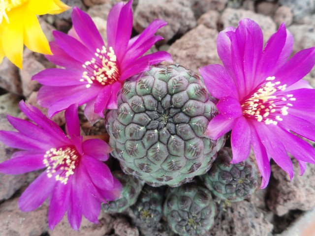 [Foto de planta, jardin, jardineria]